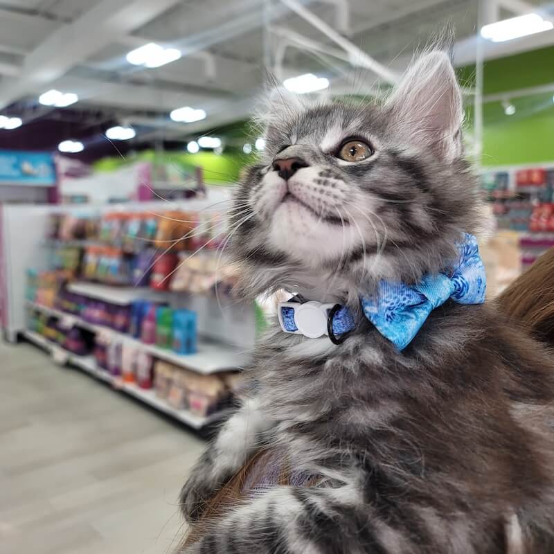 fluffy gray kitten wearing a blue bowtie at the pet supply store
