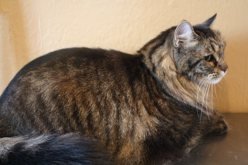 fluffy brown cat after being groomed at the grooming salon