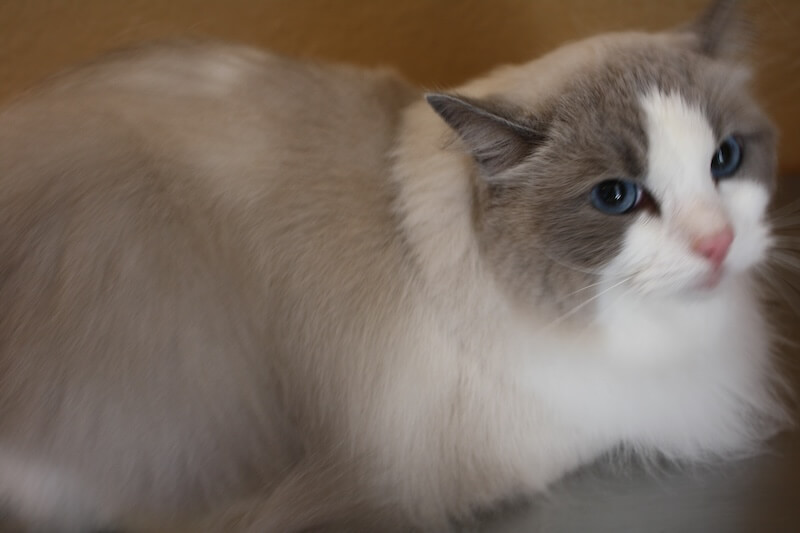 freshly-groomed cat at the grooming salon
