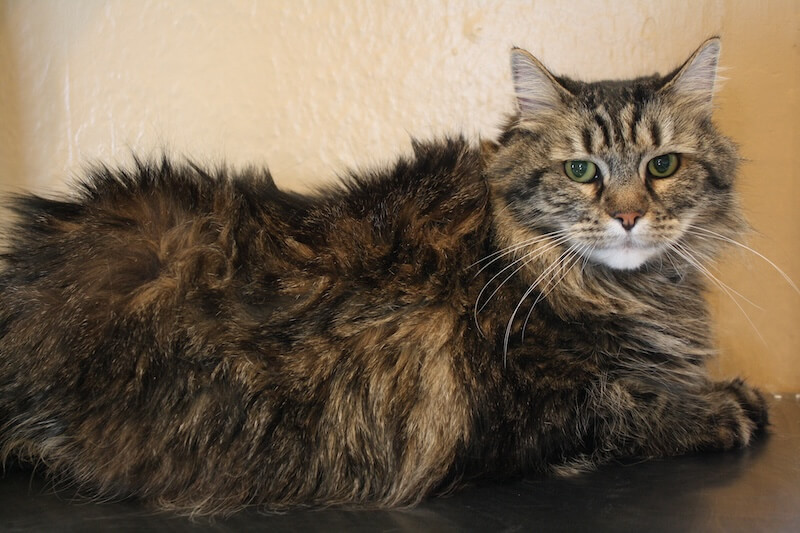 fluffy brown cat before being groomed at the grooming salon