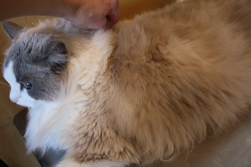 fluffy cat before being groomed at the grooming salon