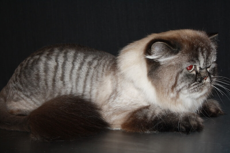 side view of a well-groomed cat in front of a black background