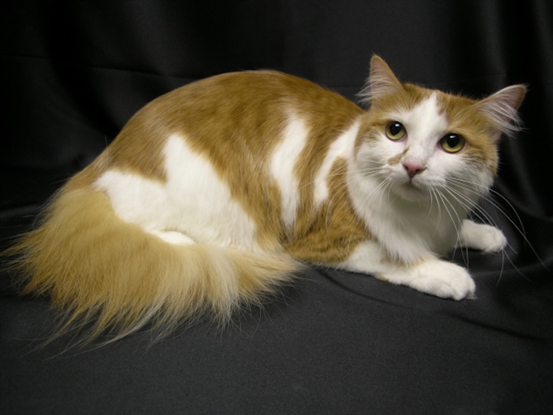 well-groomed orange and white cat in front of a dark gray background