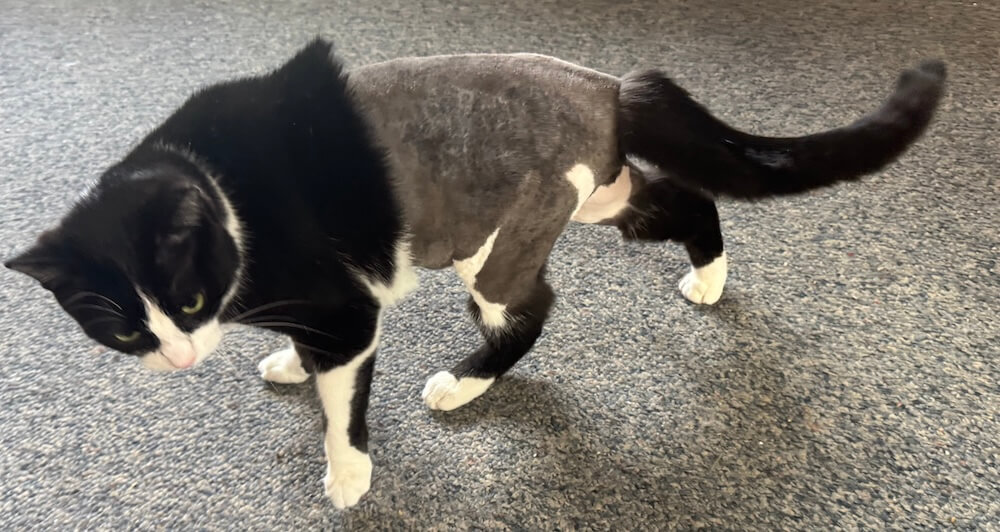 well-groomed black and white cat