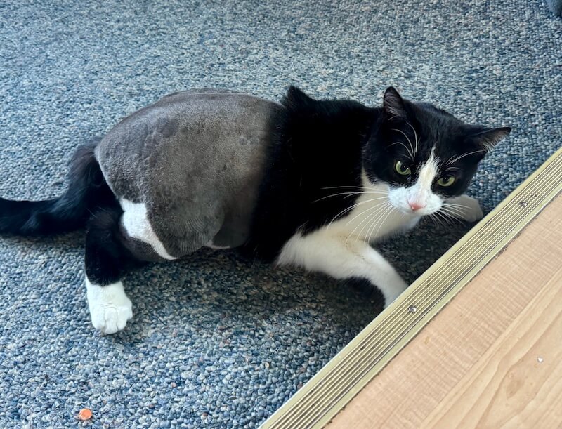 freshly-groomed black and white cat