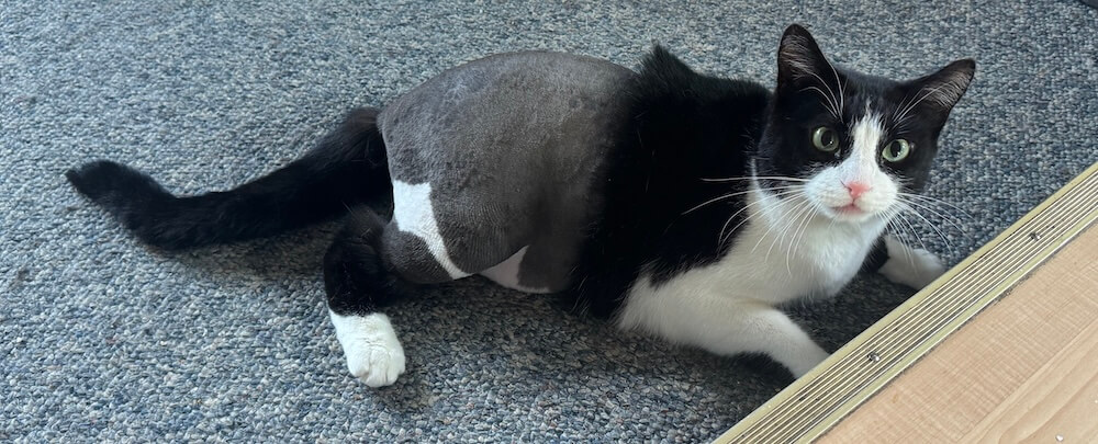 well-groomed black and white cat