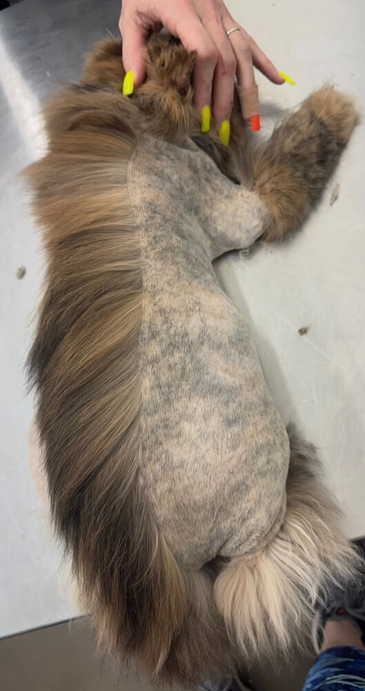 long-haired cat with a grooming procedure in progress