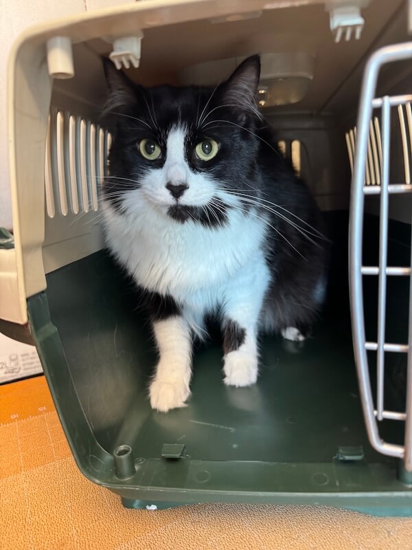 black and white cat sitting in carrier