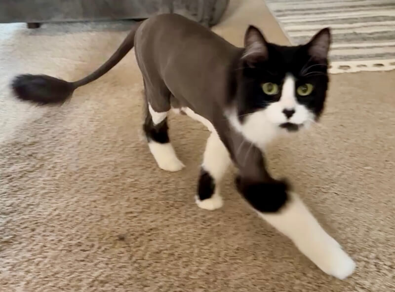 black and white cat with a lion cut style