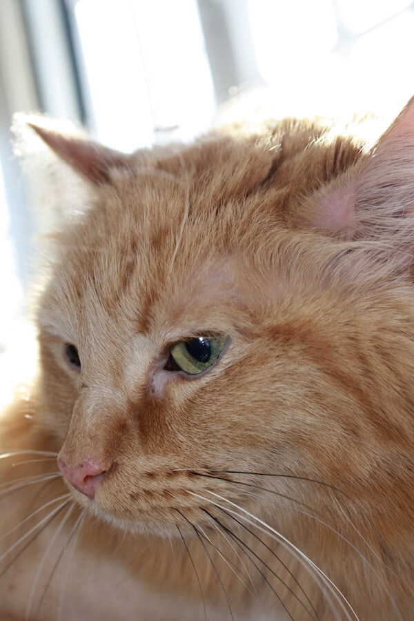 closeup of an orange cat