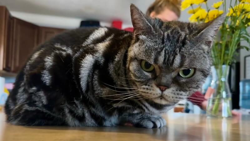 nicely-groomed cat on a kitchen counter