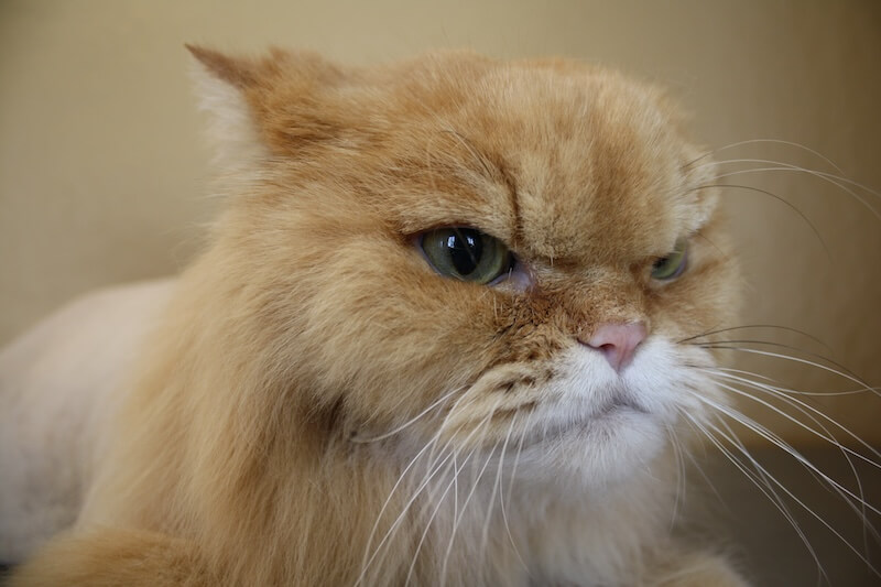 closeup of an orange cat