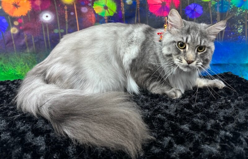 well-groomed gray cat at the grooming salon