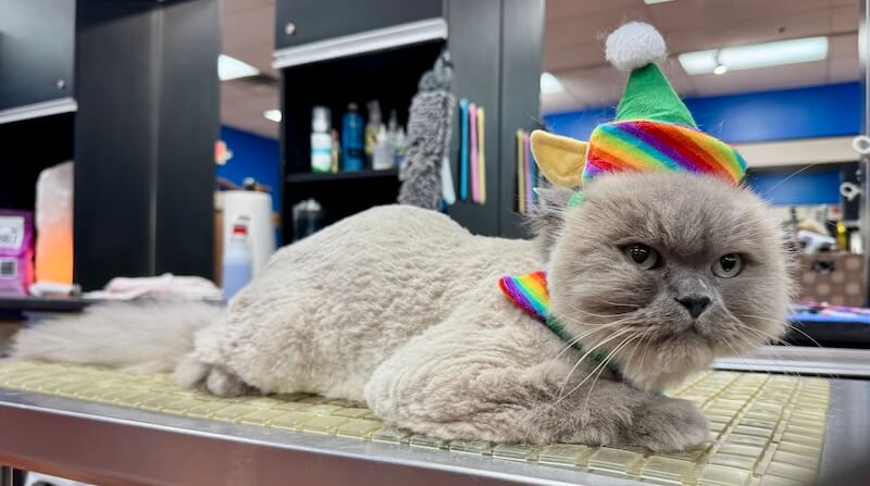 well-groomed cat wearing a rainbow print elf hat at the Cat Concierge salon suite