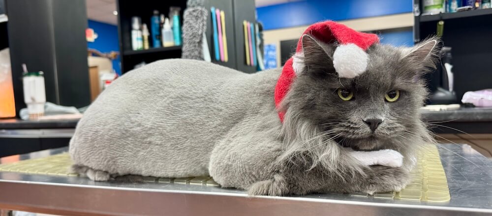 well-groomed gray cat wearing a santa hat at the Cat Concierge salon suite