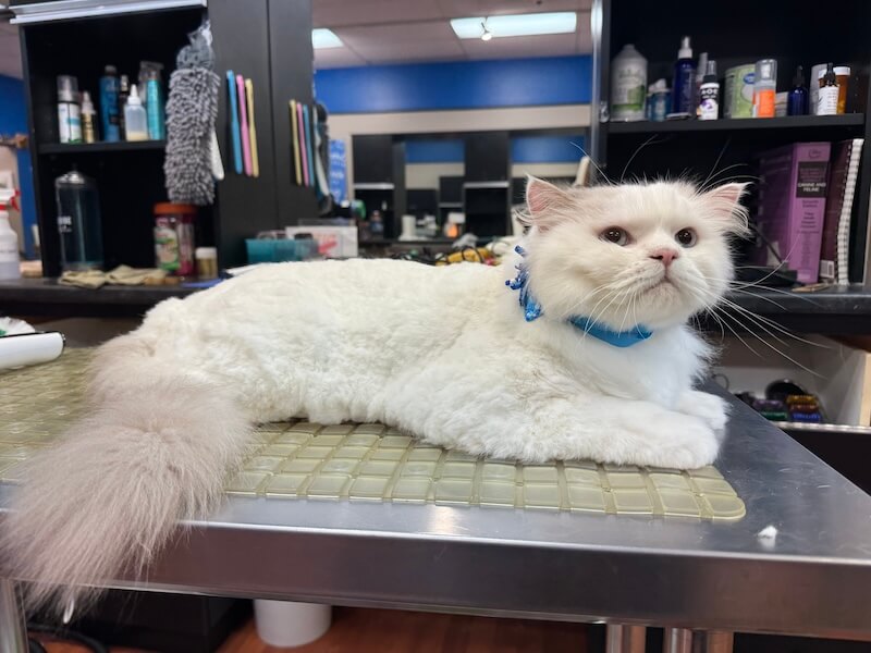well-groomed white cat wearing a blue bow at the grooming salon