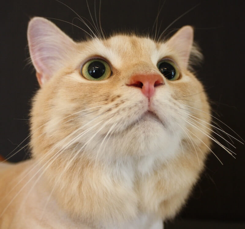 orange cat in front of a black background