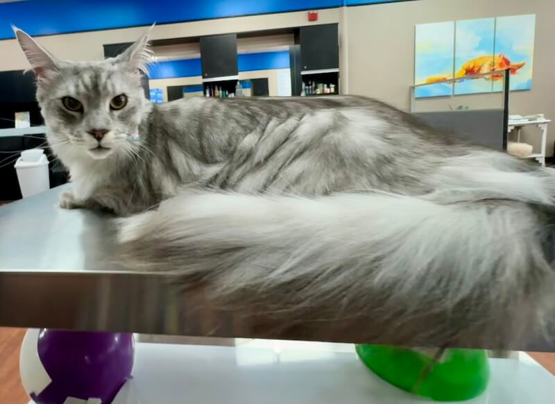 well-groomed long-haired gray cat at the Cat Concierge salon suite