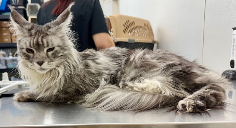 long-haired gray cat before being groomed