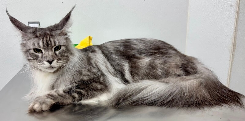 well-groomed cat at the grooming salon