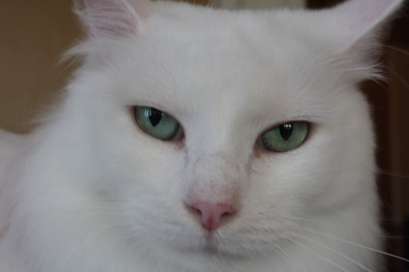 closeup of white cat