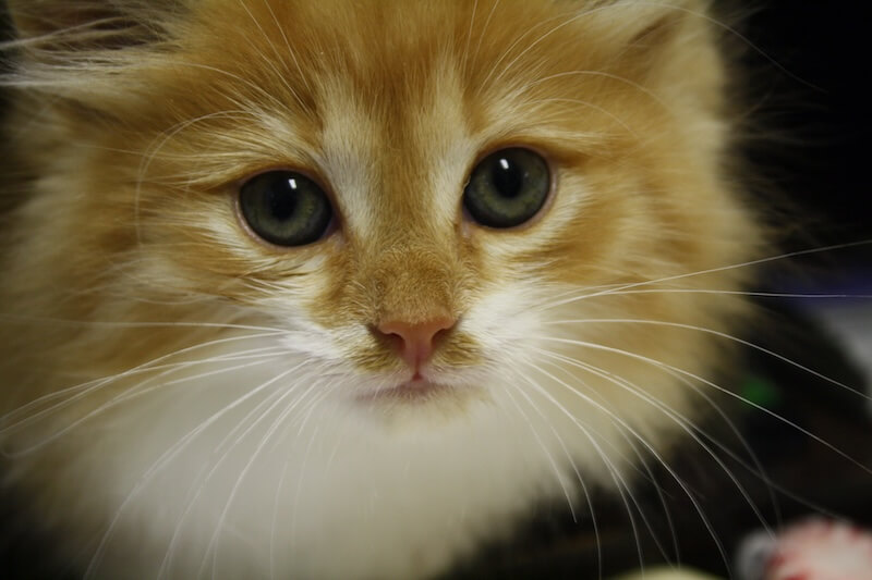 closeup of a orange and white cat
