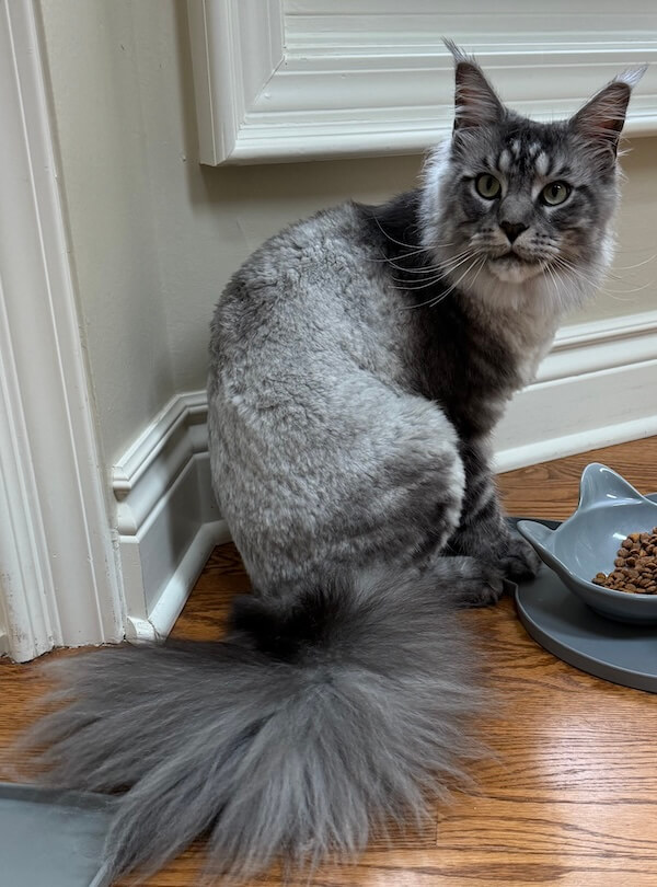 well-groomed gray cat next to food bowl