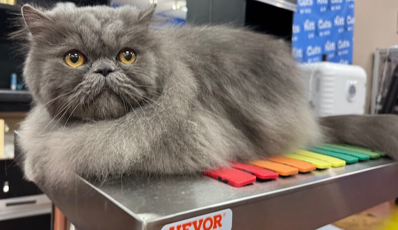 freshly-groomed fluffy gray cat at the grooming salon