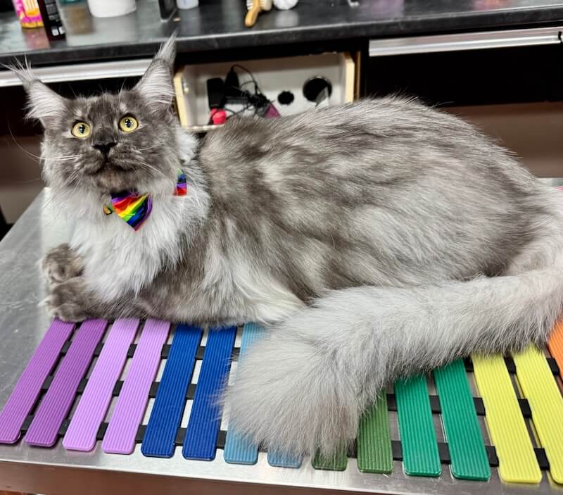 well-groomed gray cat at the Cat Concierge salon suite