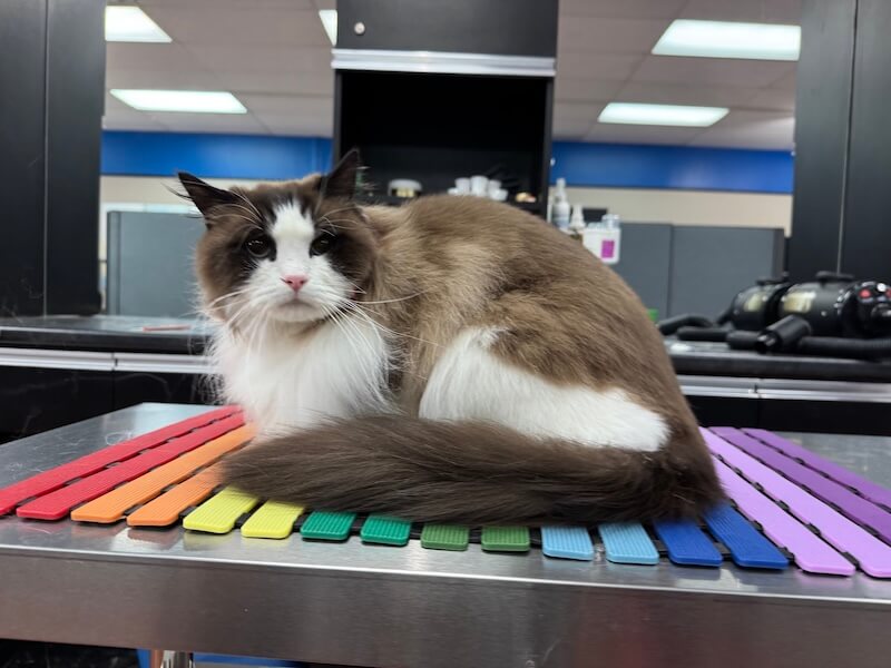 well-groomed cat at the grooming salon