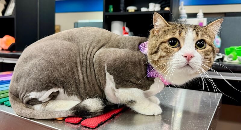 freshly-groomed cat at the grooming salon