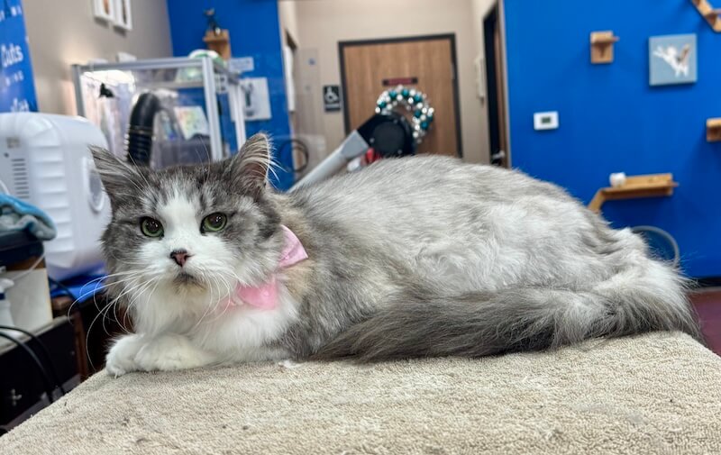 well-groomed cat at the grooming salon
