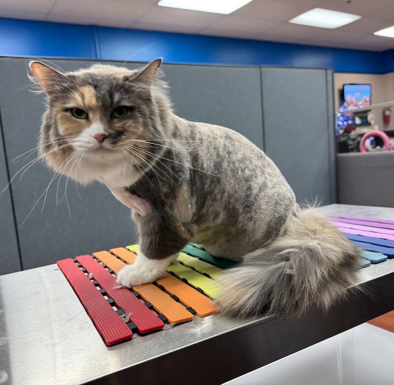 well-groomed cat at the Cat Concierge salon suite