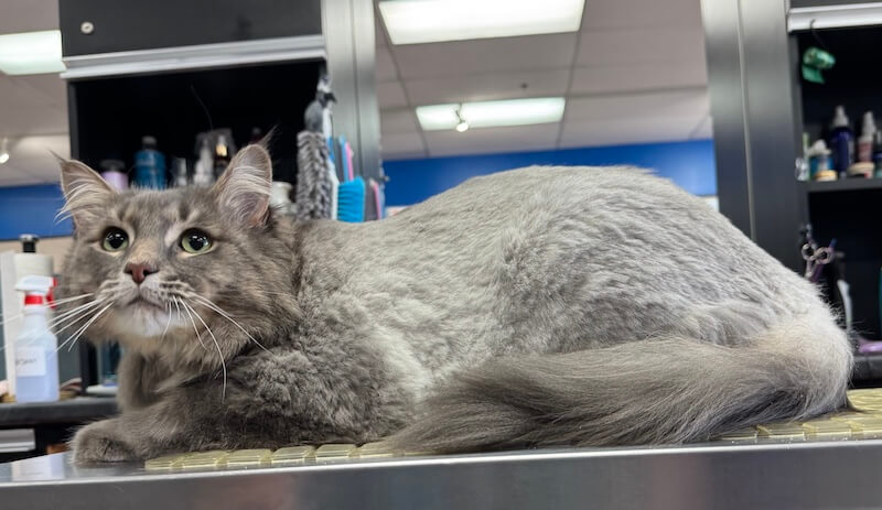 well-groomed gray cat at the grooming salon