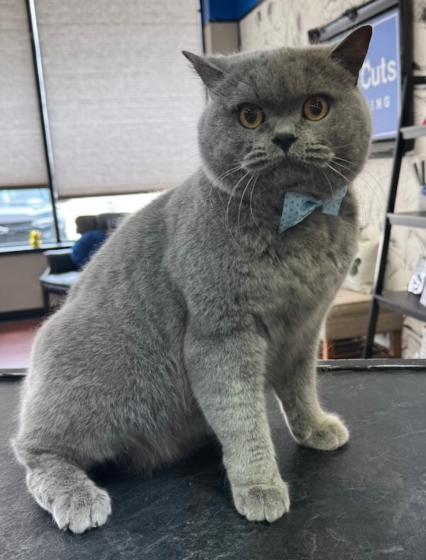 well-groomed gray cat wearing a blue bowtie at the Cat Concierge salon suite