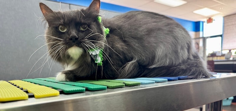 well-groomed black and white cat at the grooming salon