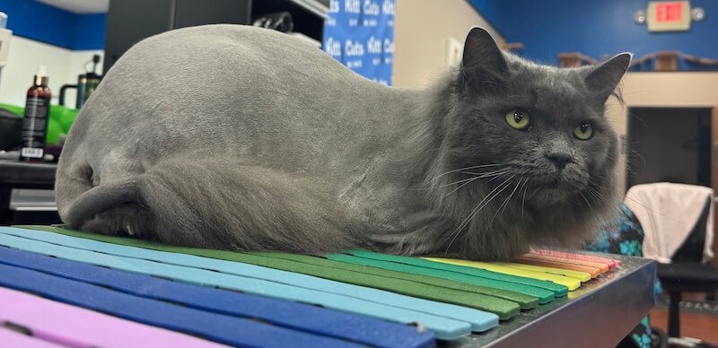 gray cat with a lion cut at the grooming salon