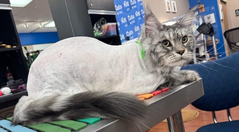 gray cat with a lion cut at the grooming salon