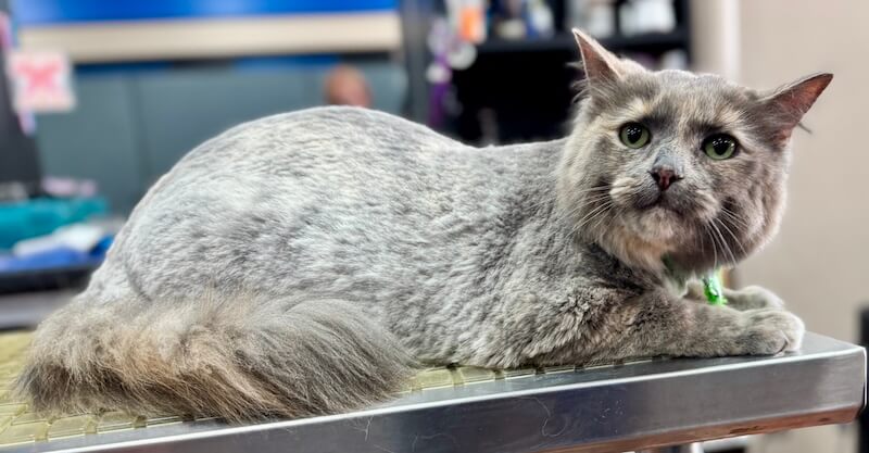 freshly-groomed gray cat at the grooming salon