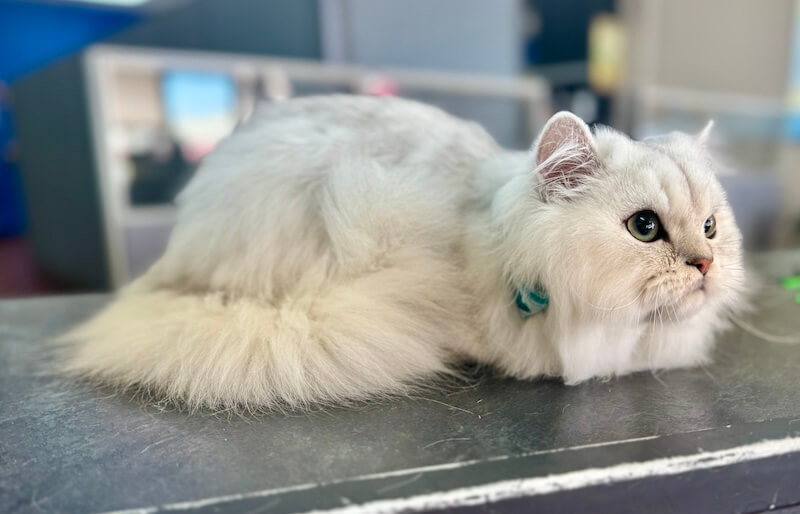 freshly-groomed white cat at the grooming salon