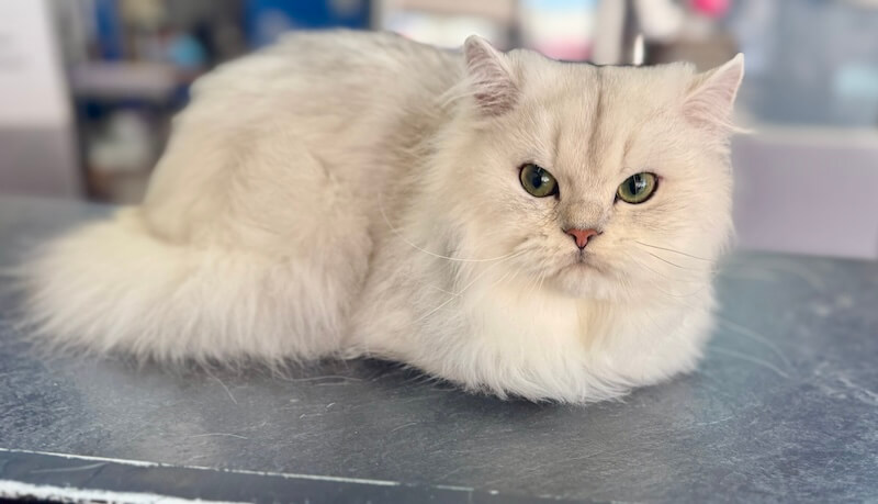 freshly-groomed white cat at the grooming salon