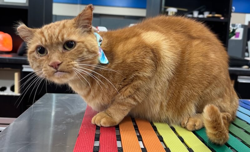 orange cat sitting on a grooming table