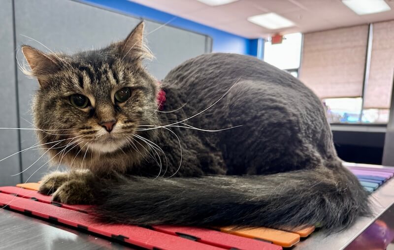 long hair tabby cat with a lioncut