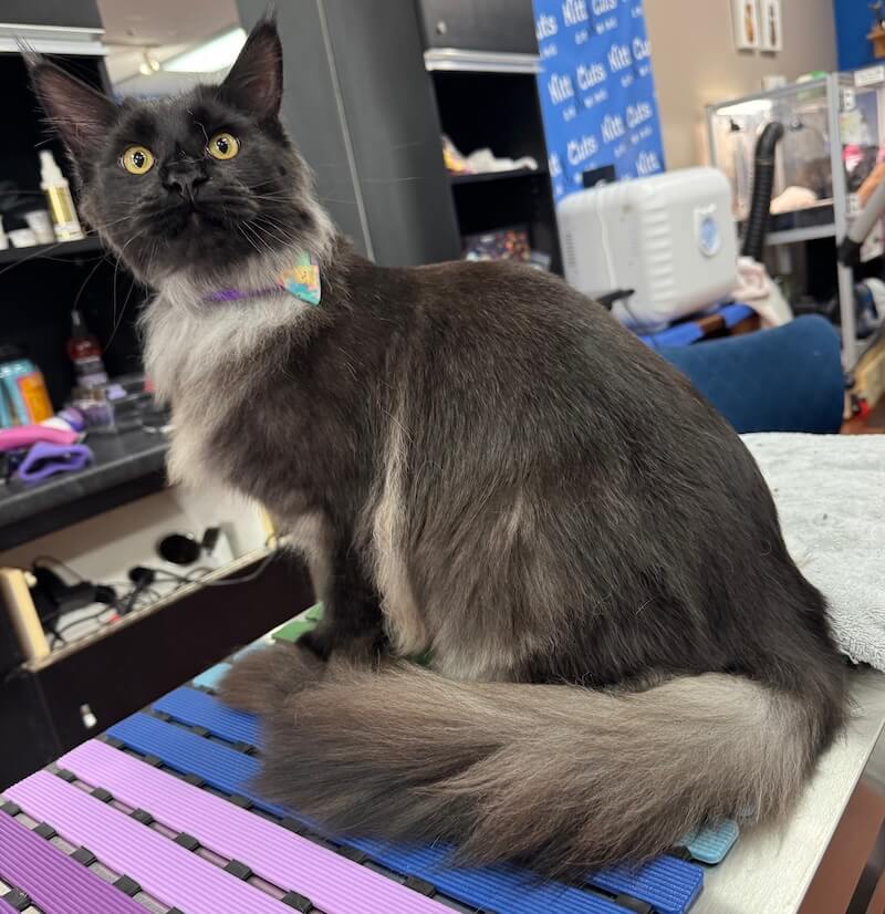well-groomed cat at the Cat Concierge salon suite