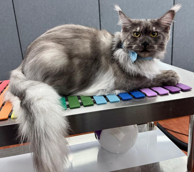 well-groomed gray cat at the Cat Concierge salon suite