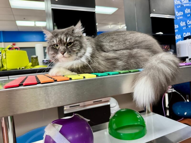 nicely-groomed fluffy gray and white cat at the grooming salon