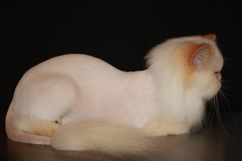 side view of a cat with a lion cut in front of a black background