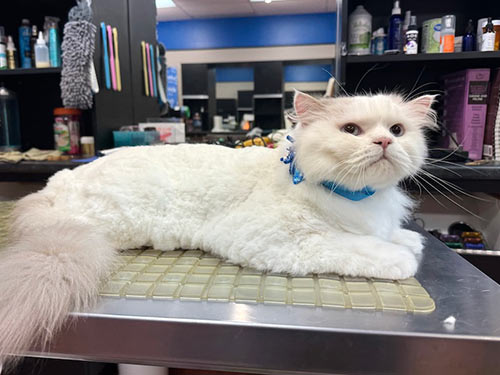 well-groomed white cat at the Cat Concierge salon suite