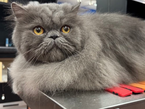 well-groomed gray cat at the Cat Concierge salon suite