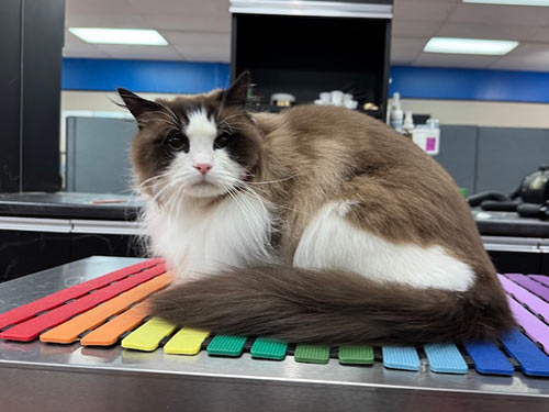 well-groomed cat at the Cat Concierge salon suite